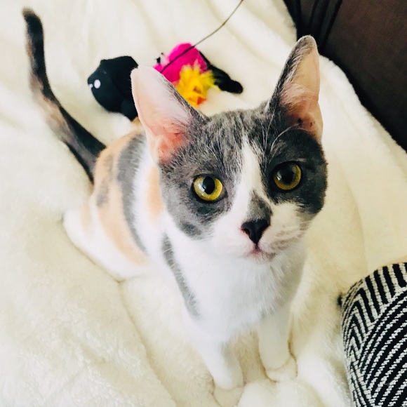 Meet your Posher, Jade - Picture 1 of 1